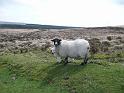 P1000455- Moutons au parc national de Dartmoor